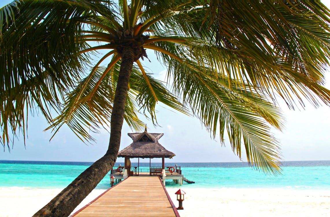 Ocean Beach with Dock and Palm Tree