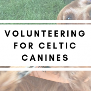 Volunteering for Celtic Canines